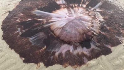 У Шотландії на берег викинуло гігантську медузу - вражаючі фото морської потвори