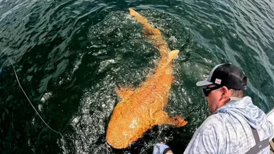 У Коста-Ріці спіймали унікальну помаранчеву акулу - ти точно не здогадаєшся, чому вона така