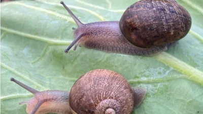 Знайти пару для Неда: Нова Зеландія повеселила мережу неординарною кампанією