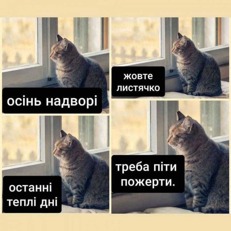 Мемы про осень: когда еще даже не похолодало, а уже хочется чаю, под одеяло и на ручки - фото 759676