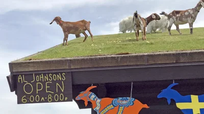 Шведський ресторан тримає на своєму даху кіз - туристична принада, яка тішить людей