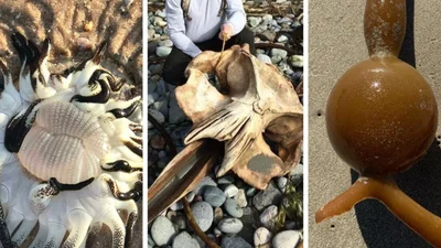 Сеть удивили эти пляжные находки: что это вообще такое