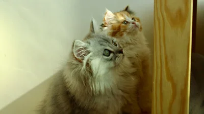 Кумедні реакції котів, коли господарі кличуть їх через камери спостереження