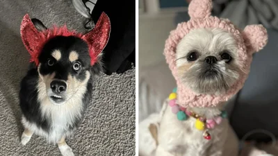 Песики у кумедних головних уборах - нічого кращого ти сьогодні точно не побачиш