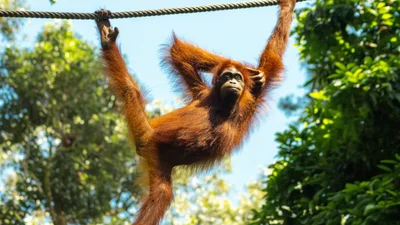 Обезьяна впервые увидела себя в зеркале, и ее забавные гримасы развеселили сеть