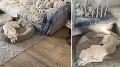 Лабрадор кумедно уникає обіймів своїх братів-далматинців, бо вони - справжні дурки