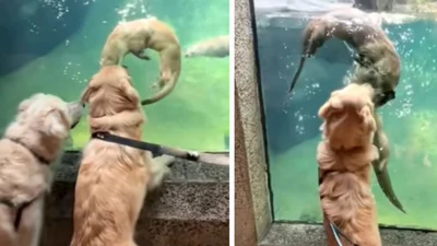 Собаки й видри неочікувано стали друзями - це чарівне відео розчулило інтернет