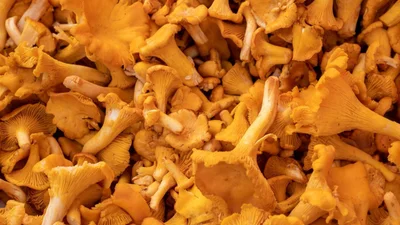 Ароматні лисички у вершковому соусі з ніжною картоплею – топова вечеря для затишних вечорів