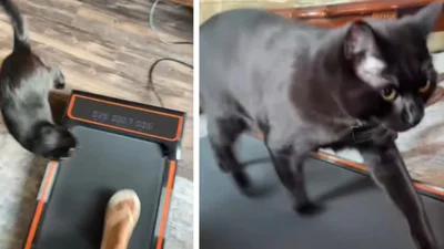 Кумедний котик думає, що саме йому купили бігову доріжку: відео, яке мотивує до спорту