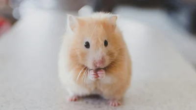 Хом’як-трансформер: малий гризун змінився до невпізнаваності після того, як з'їв забагато моркви