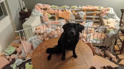 Коли маєш вдома тварину, будь готовий до сюрпризів: смішні фото собачих витівок