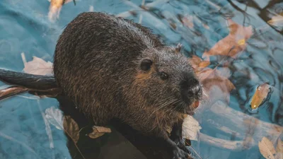 На Прикарпатті чоловік пішов битися з сусідом через дамбу, але винними виявилися бобри