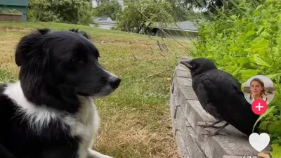 Пес і ворона неочікувано стали бест-френдс - дует, який може затьмарити будь-який діснеївський мультфільм