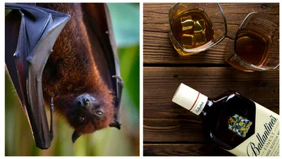 Шнобелівська премія 2025: найбезглуздіші відкриття року