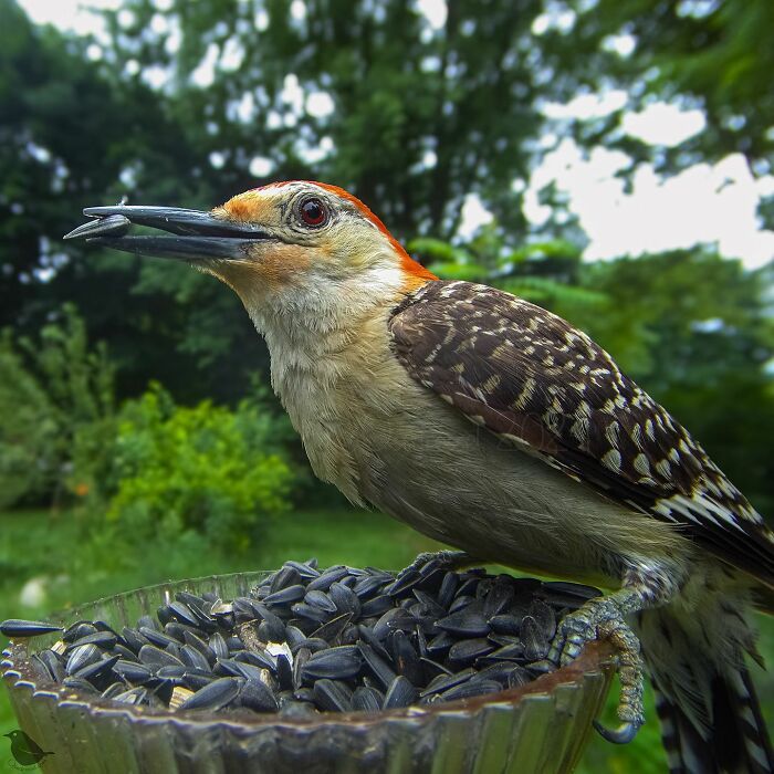 Жінка поставила на подвір'ї фотопастку для птахів, і фото, які вона згодом отримала - справжнє диво - 768673 Жінка поставила на подвір'ї фотопастку для птахів, і фото, які вона згодом отримала - справжнє диво - фото 768673