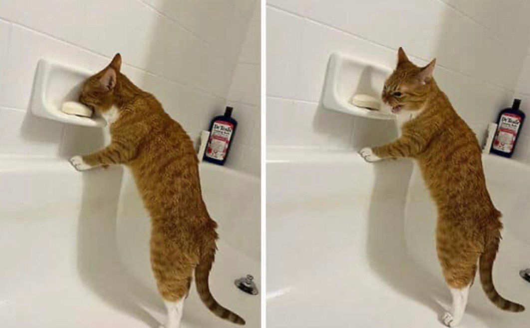 Приколи про котів і людей - 769220 Приколи про котів і людей - фото 769220