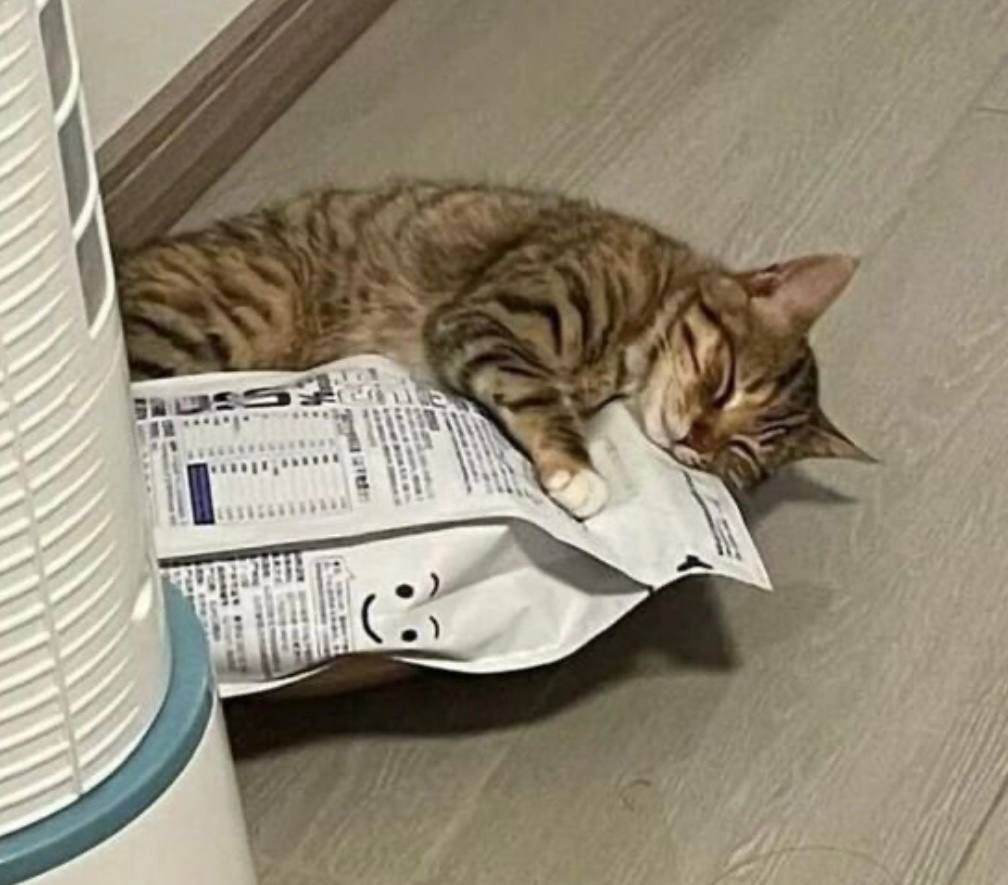 Смішні коти як люди - 769221 Смішні коти як люди - фото 769221