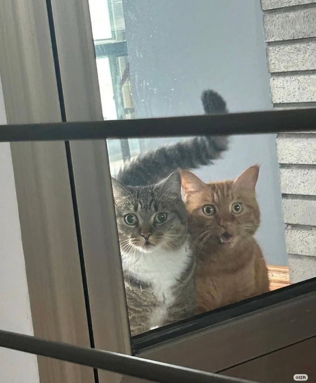 Дуже смішні коти заставка - 769225 Дуже смішні коти заставка - фото 769225