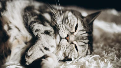 Мемы о котах, которых мы любим, хоть иногда они невыносимы