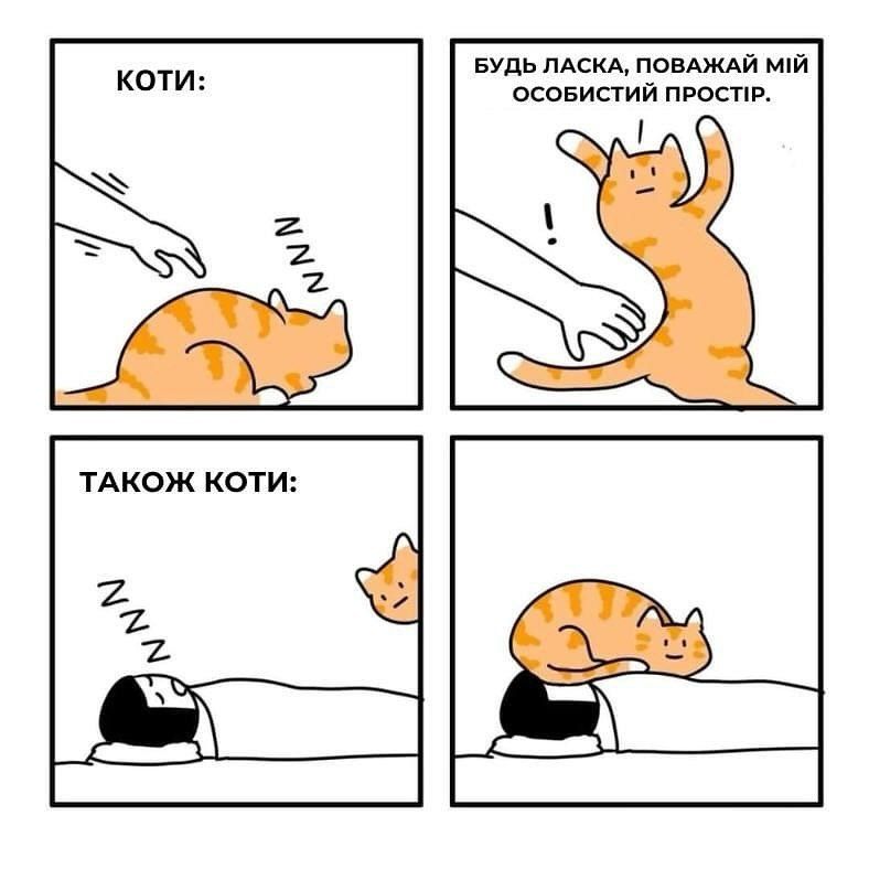 Мемы о котах, которых мы любим, хоть иногда они невыносимы - 769424 Мемы о котах, которых мы любим, хоть иногда они невыносимы - фото 769424