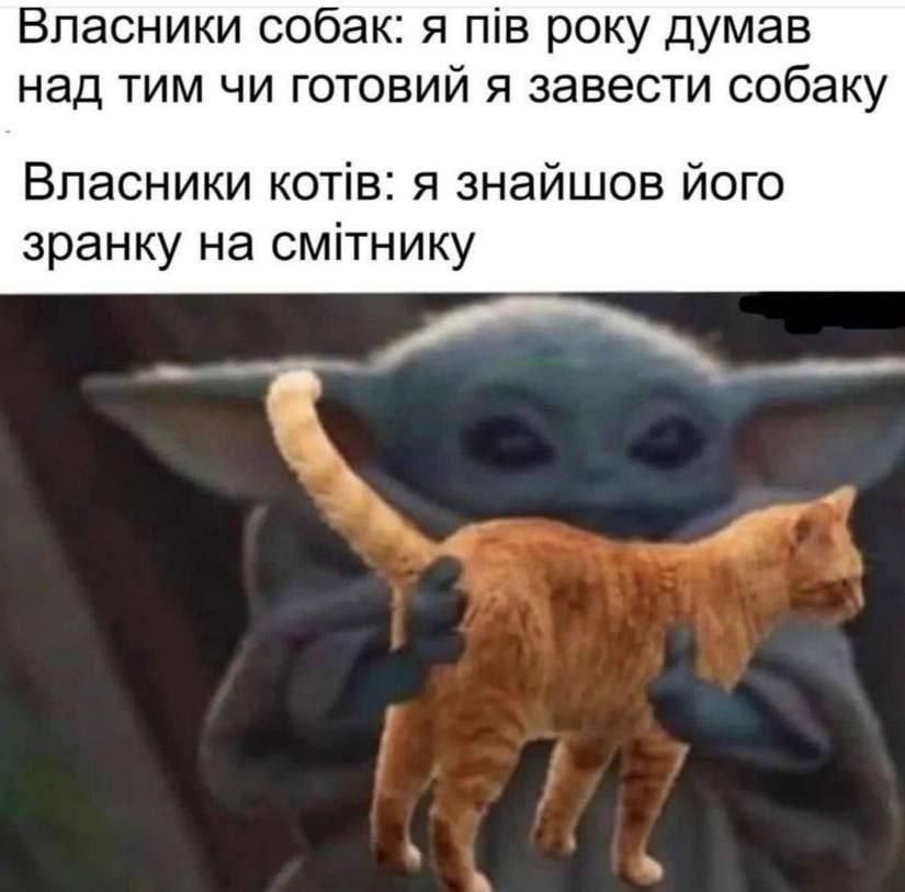Мемы о котах, которых мы любим, хоть иногда они невыносимы - 769427 Мемы о котах, которых мы любим, хоть иногда они невыносимы - фото 769427