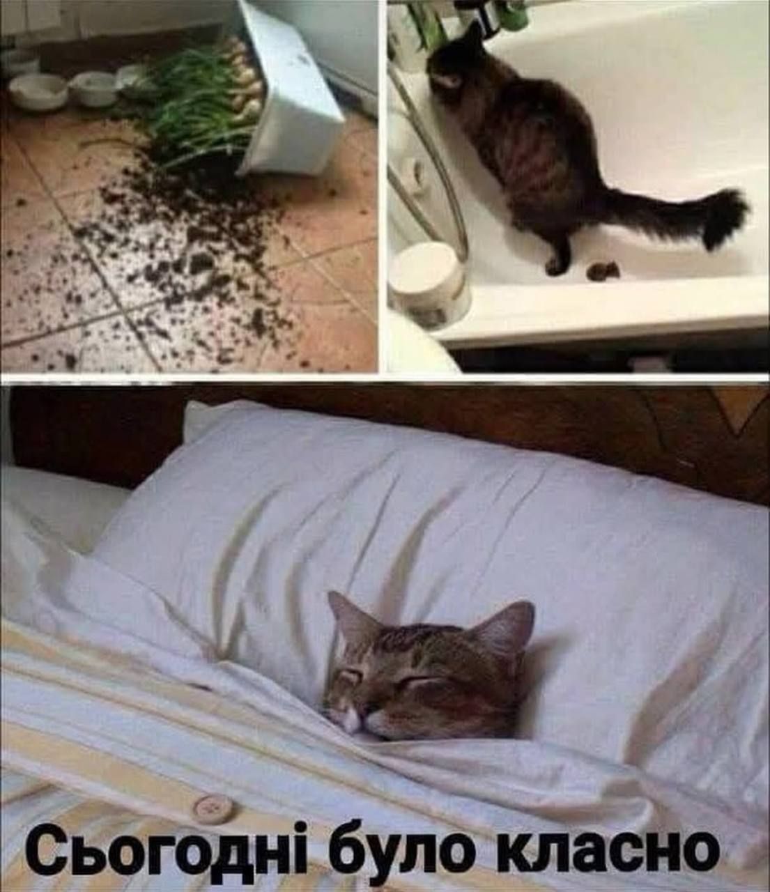 Мемы о котах, которых мы любим, хоть иногда они невыносимы - 769431 Мемы о котах, которых мы любим, хоть иногда они невыносимы - фото 769431