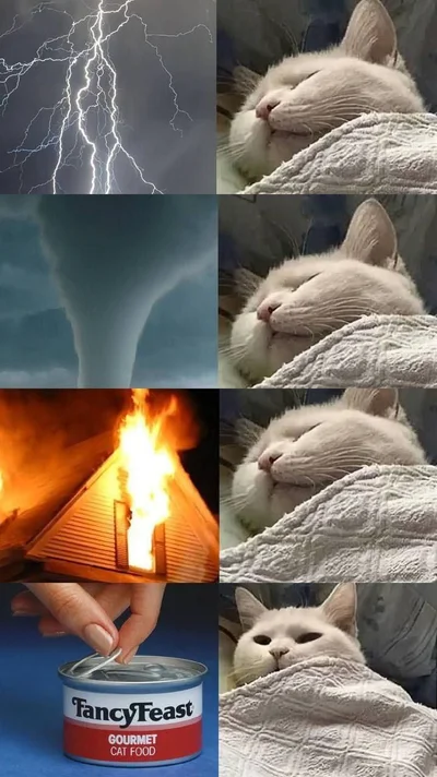 Меми про котів, яких ми любимо, хоч іноді вони нестерпні - фото 769432