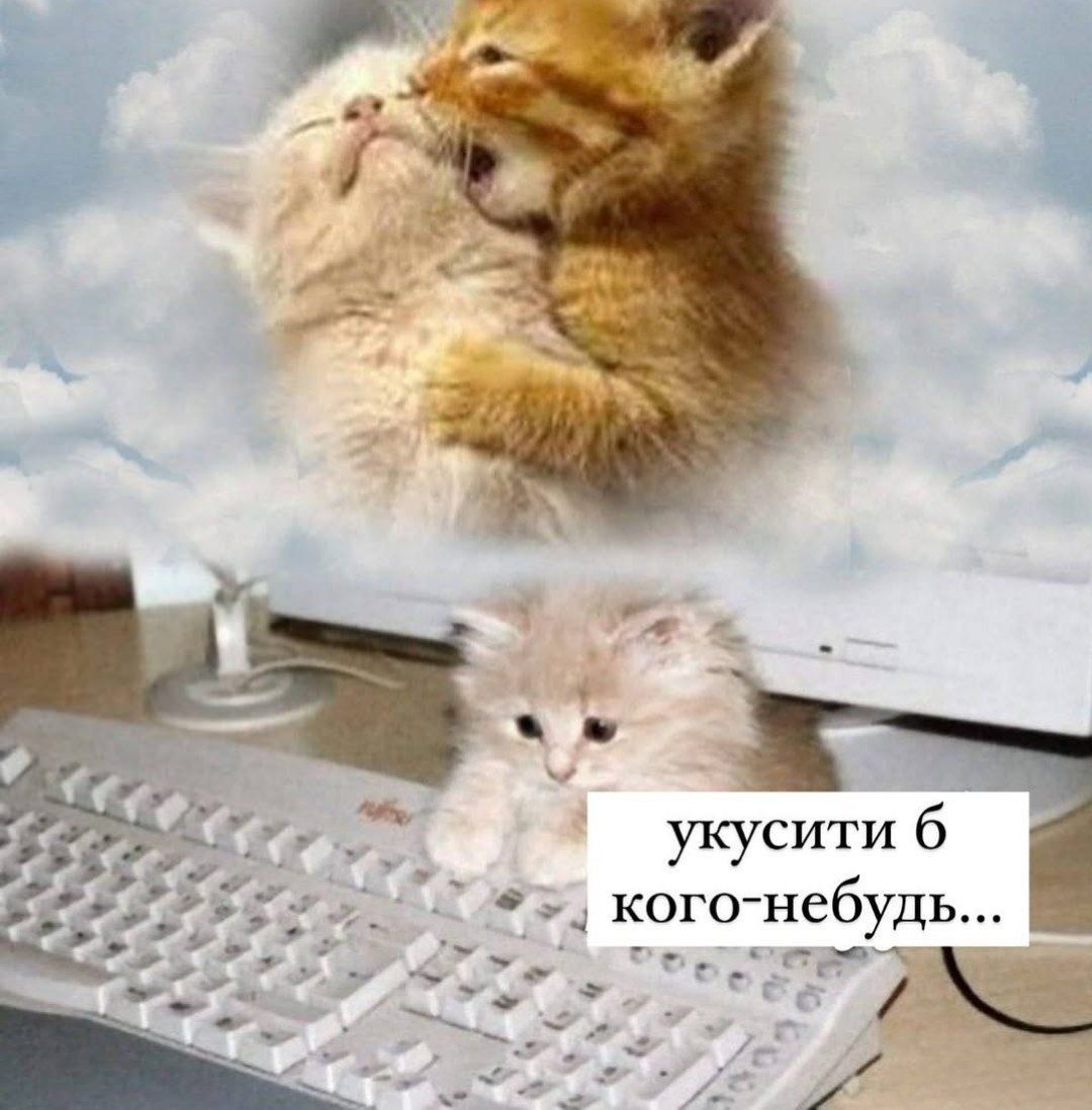 Мемы о котах, которых мы любим, хоть иногда они невыносимы - 769433 Мемы о котах, которых мы любим, хоть иногда они невыносимы - фото 769433
