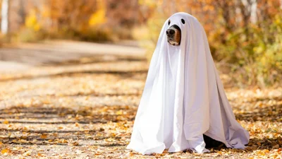 Не поверишь, насколько креативными могут быть собачьи костюмы на Хэллоуин - забавное видео