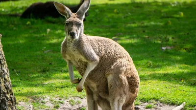 По Берлину скачет кенгуру: полиция просит не трогать животное