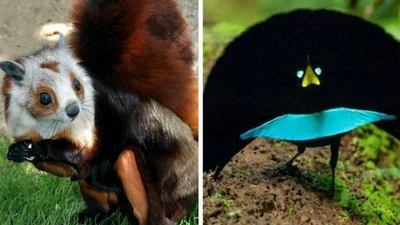 15 рідкісних тварин, про існування яких мало хто здогадується