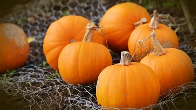 Звезда сезона - тыква: 7 причин съесть кусочек прямо сейчас