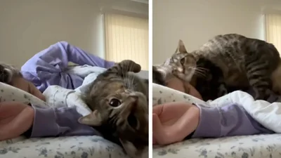 Замість будильника: милий спосіб, у який кішка будить свою господиню, підкорить твоє серце