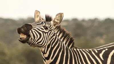 Кінь вперше побачив зебру і впав у паніку - найсмішніша зустріч року