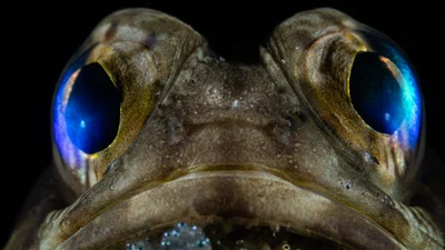 Захватывающий морской мир: выбраны победители Ocean Photographer of the Year 2025