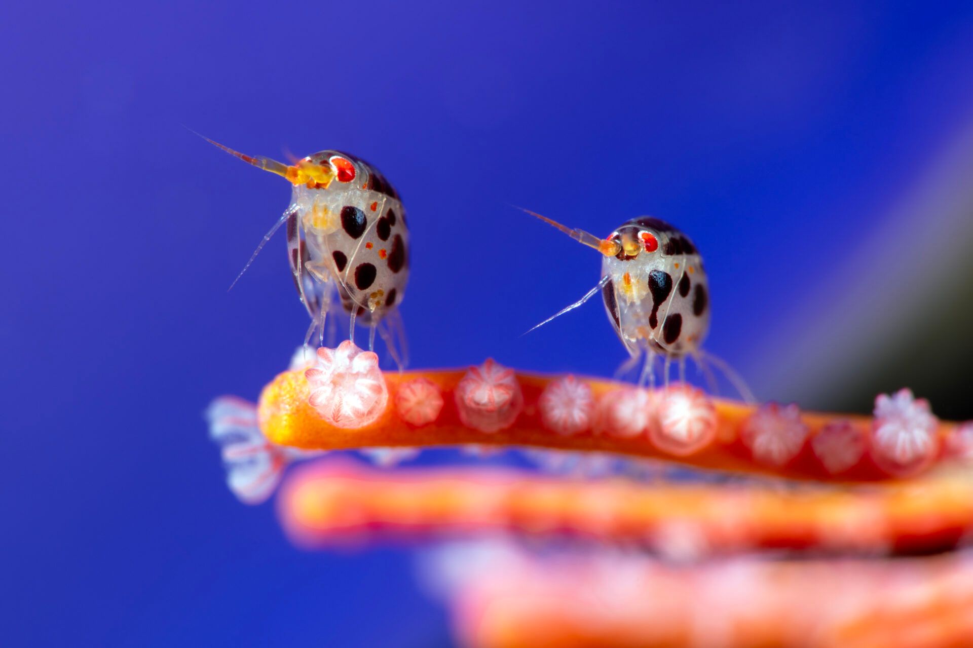 Захватывающий морской мир: выбраны победители Ocean Photographer of the Year 2025 - 772753 Захватывающий морской мир: выбраны победители Ocean Photographer of the Year 2025 - фото 772753