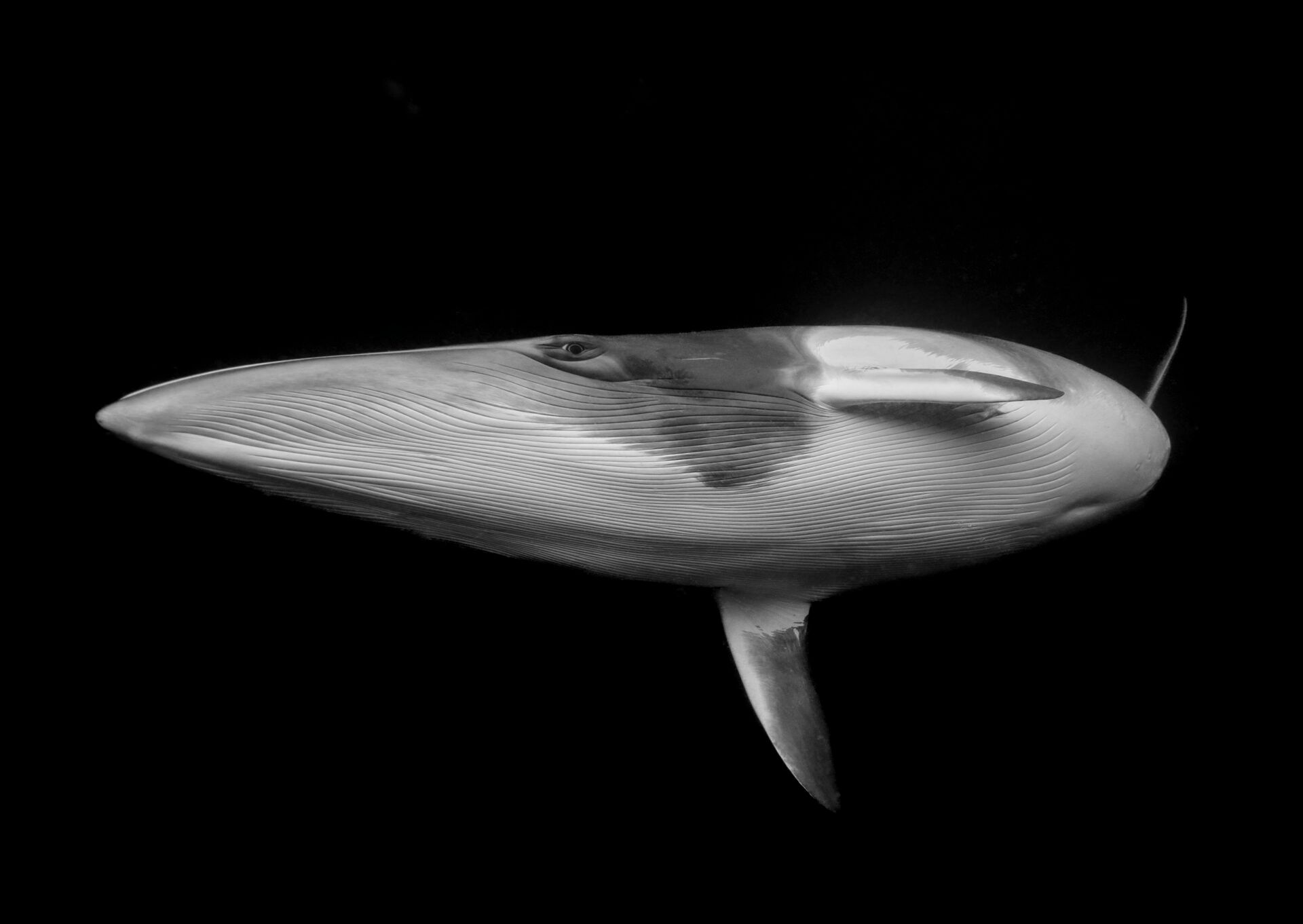 Захватывающий морской мир: выбраны победители Ocean Photographer of the Year 2025 - 772754 Захватывающий морской мир: выбраны победители Ocean Photographer of the Year 2025 - фото 772754