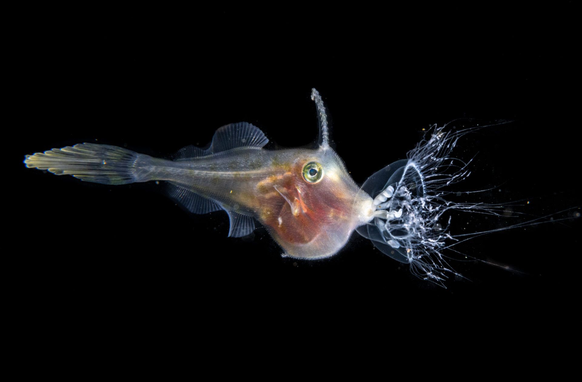 Захватывающий морской мир: выбраны победители Ocean Photographer of the Year 2025 - 772755 Захватывающий морской мир: выбраны победители Ocean Photographer of the Year 2025 - фото 772755