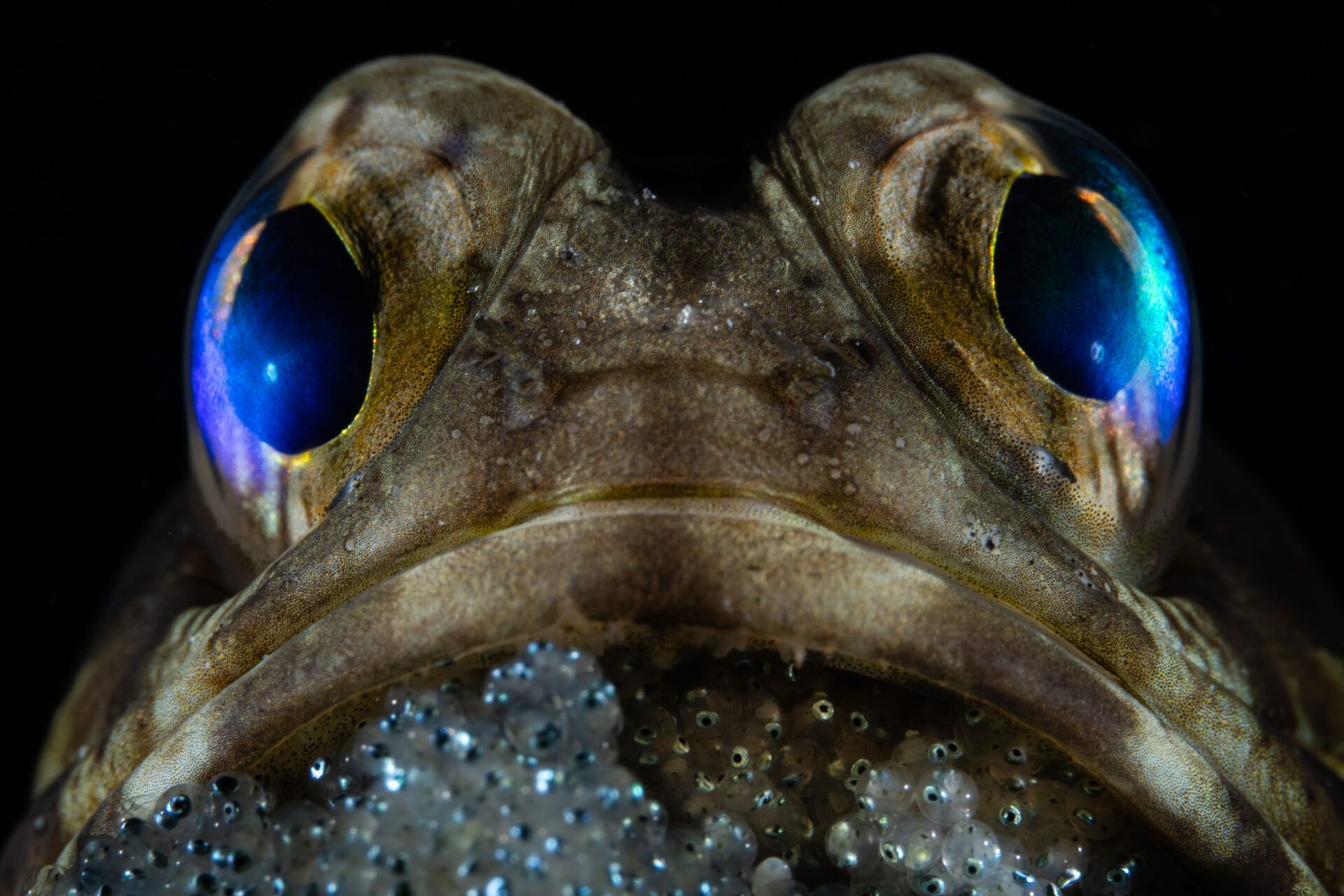 Захватывающий морской мир: выбраны победители Ocean Photographer of the Year 2025 - 772760 Захватывающий морской мир: выбраны победители Ocean Photographer of the Year 2025 - фото 772760