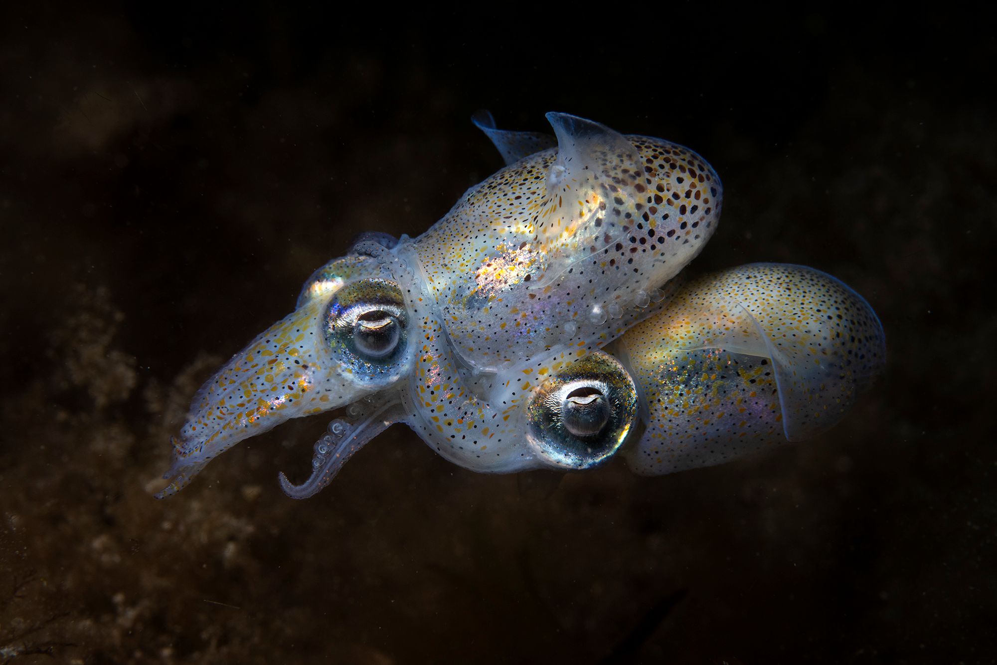 Захватывающий морской мир: выбраны победители Ocean Photographer of the Year 2025 - 772762 Захватывающий морской мир: выбраны победители Ocean Photographer of the Year 2025 - фото 772762