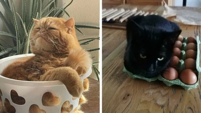 15 випадків, коли коти вирішили полежати в місцях, де ніхто не очікував їх побачити