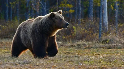 Неочікуваний парад ведмедів був знятий на відео - ніхто не розуміє, що тут взагалі відбувається