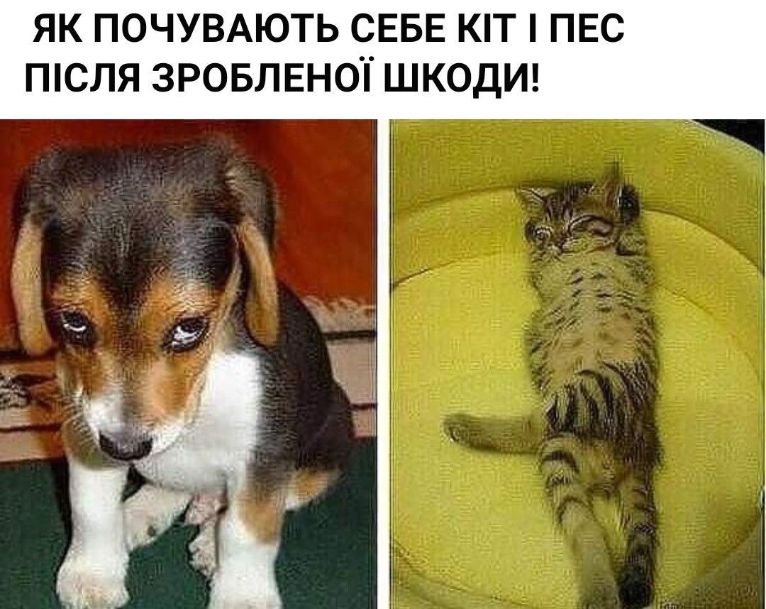 Мемы о собаках, которые напоминают: с этими животными никогда не бывает скучно - 774410 Мемы о собаках, которые напоминают: с этими животными никогда не бывает скучно - фото 774410