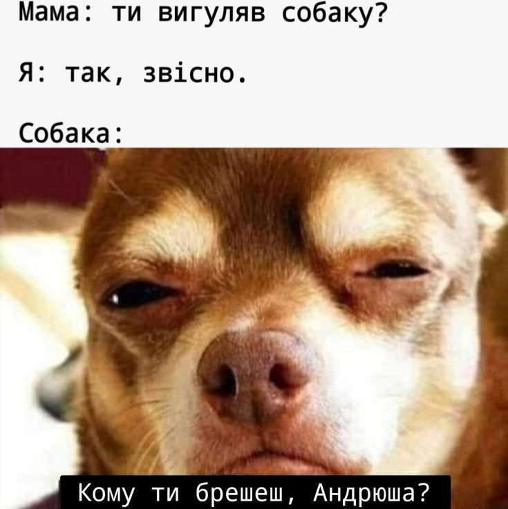 Мемы о собаках, которые напоминают: с этими животными никогда не бывает скучно - 774411 Мемы о собаках, которые напоминают: с этими животными никогда не бывает скучно - фото 774411