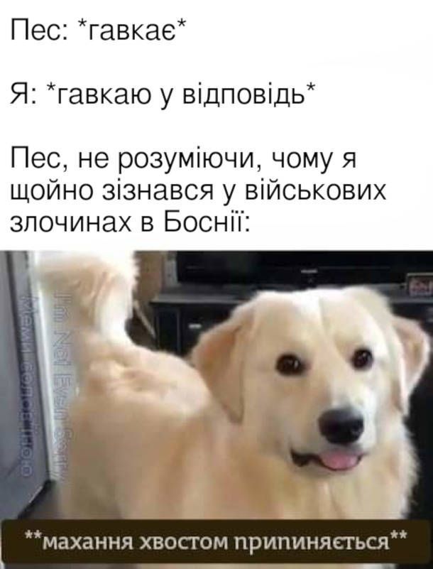 Мемы о собаках, которые напоминают: с этими животными никогда не бывает скучно - 774412 Мемы о собаках, которые напоминают: с этими животными никогда не бывает скучно - фото 774412