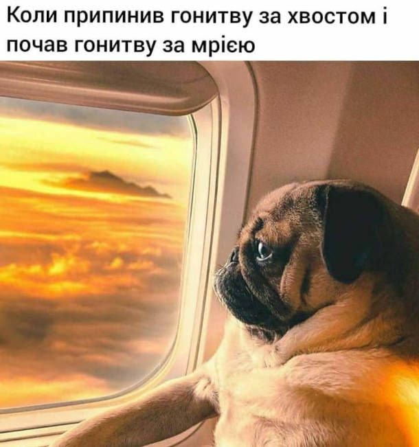 Мемы о собаках, которые напоминают: с этими животными никогда не бывает скучно - 774413 Мемы о собаках, которые напоминают: с этими животными никогда не бывает скучно - фото 774413