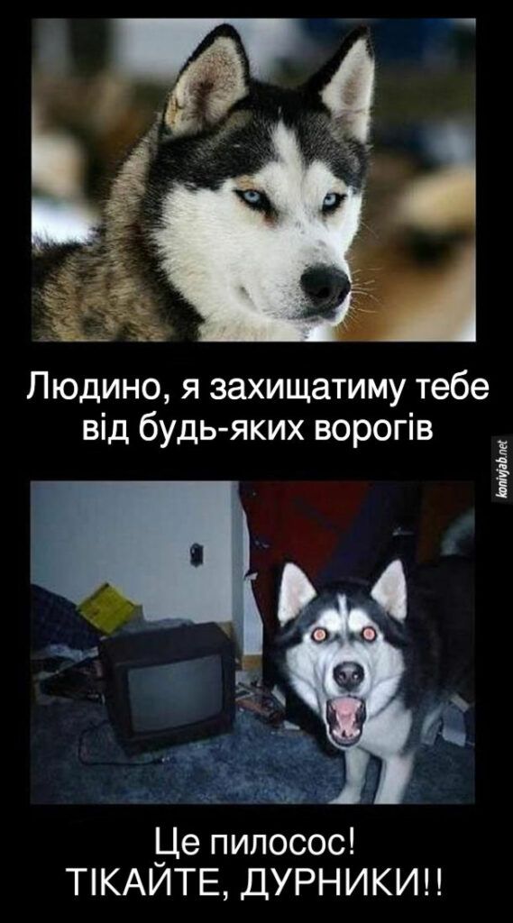 Мемы о собаках, которые напоминают: с этими животными никогда не бывает скучно - 774414 Мемы о собаках, которые напоминают: с этими животными никогда не бывает скучно - фото 774414