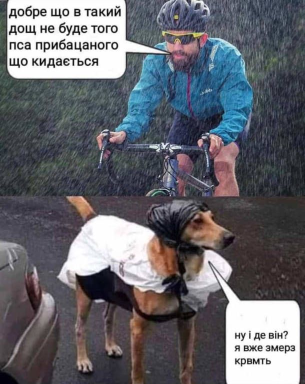 Мемы о собаках, которые напоминают: с этими животными никогда не бывает скучно - 774415 Мемы о собаках, которые напоминают: с этими животными никогда не бывает скучно - фото 774415