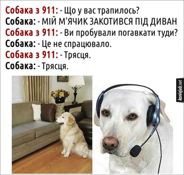 Мемы о собаках, которые напоминают: с этими животными никогда не бывает скучно - 774416 Мемы о собаках, которые напоминают: с этими животными никогда не бывает скучно - фото 774416