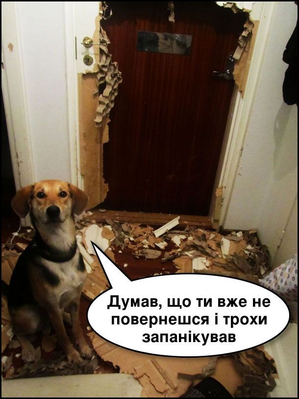 Мемы о собаках, которые напоминают: с этими животными никогда не бывает скучно - 774417 Мемы о собаках, которые напоминают: с этими животными никогда не бывает скучно - фото 774417
